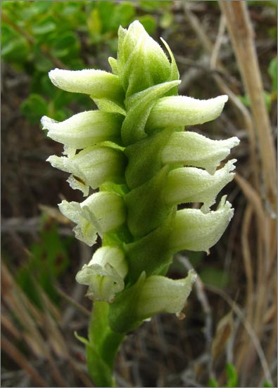 sm 764 Hooded Ladies Tresses.jpg - Hooded Ladies Tresses (Spiranthes romanzoffiana): The flowers on this native orchid grow in spirals.